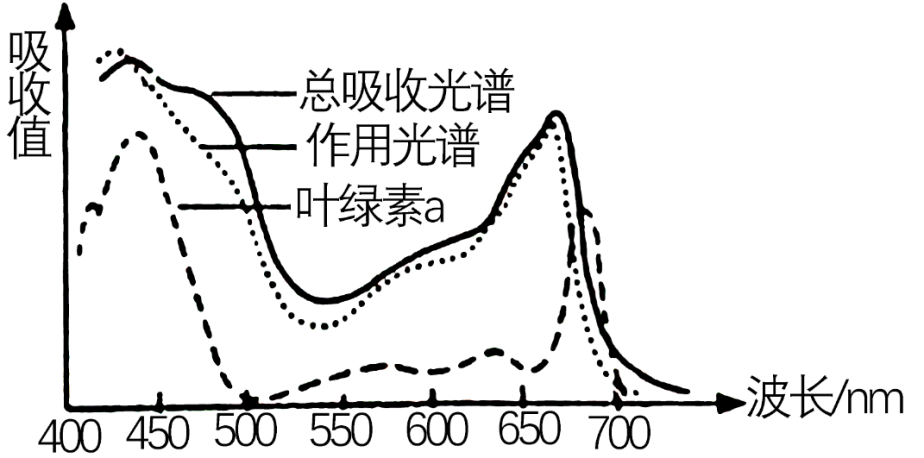 叶绿体色素的吸收光谱图片