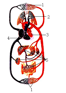 血液循环简易图画图片