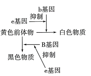 受兩對獨立遺傳的等位基因(b/b,e/e)控制,b對b為不完全顯性,e對e為