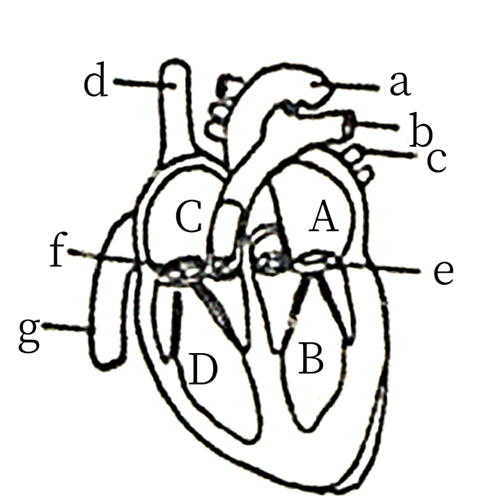 (1)心脏是血液循环的动力器官,主要由