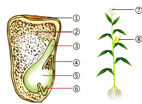 玉米发芽结构图图片