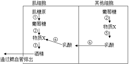 金魚能在嚴重缺氧的環境中生存若干天,肌細胞和其他組織細胞中無氧呼