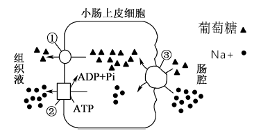 下圖為人的小腸上皮細胞與腸腔