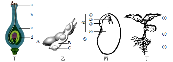 蚕豆种子的解剖结构图图片