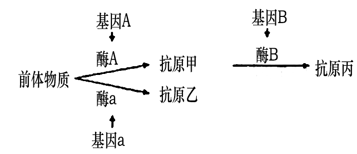 的抗原时移植器官才会被排斥细胞膜上的组织抗原是由两对基因aabb决定