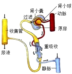 肾脏工作过程图讲解图片