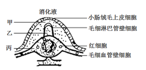 小肠绒毛结构图图片