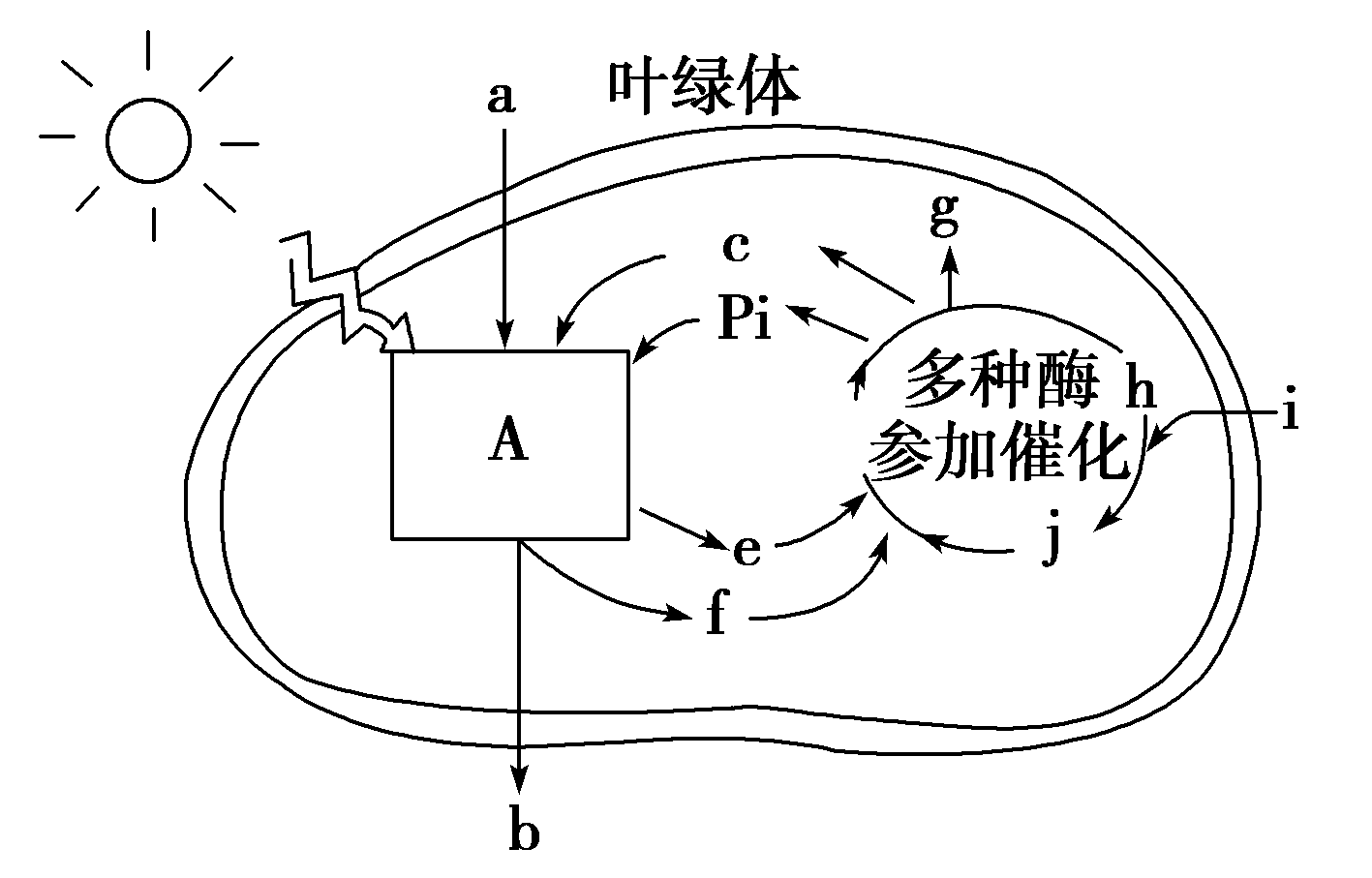 如图是某高等植物叶绿体进行光合作用的图解,请据图完成下列问题