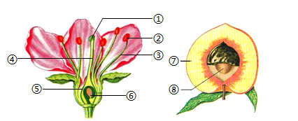 核桃的解剖结构示意图图片