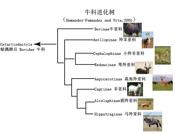进化树 哺乳动物图片