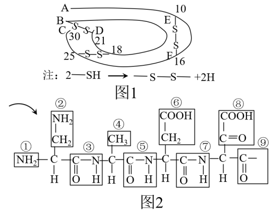 圖1為某蛋白質的肽鏈結構示意圖(其中數字表示氨基酸序號),圖2為該