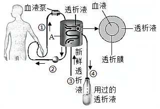 肾脏工作原理图图片