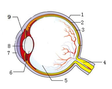 下图是眼球的结构示意图,据图回答问题