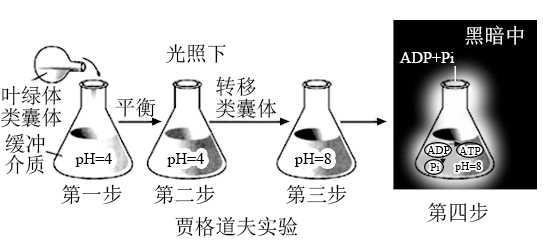 米切爾的化學滲透假說提出atp的合成是由葉綠體類囊體內外h