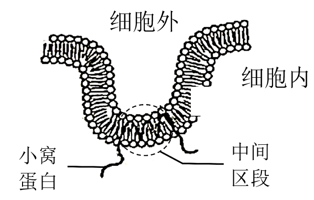 【题文】小窝是细胞膜内陷形成的囊状结构（如图），与真核细胞的信息传递有关，小窝蛋白是小窝的标志蛋白，研究发现乳腺癌细胞中其含量显著下降。下列说法中不正确的是（ ）