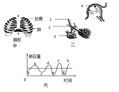 如圖甲為呼吸系統的組成示意圖圖乙為肺泡與毛細血管之間的氣體交換