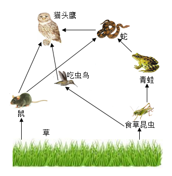 下图为某生态系统的部分食物网请据图回答