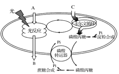 葉綠體內進行的光合作用過程如圖所示磷酸轉運器是葉綠體膜上的重要