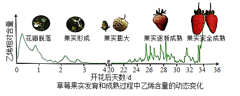 草莓果实成熟过程中乙烯的相对含量增加,形成和膨大过