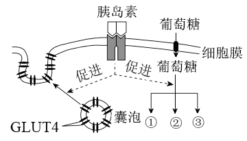 葡萄糖轉運體(glut)是一類負責機體葡萄糖進出組織器官的關鍵門控蛋白