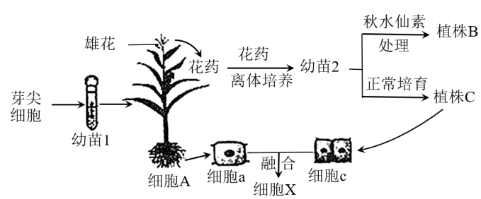 下圖為利用玉米2n20芽尖細胞基因型bbtt進行實驗的流程示意圖其中細胞