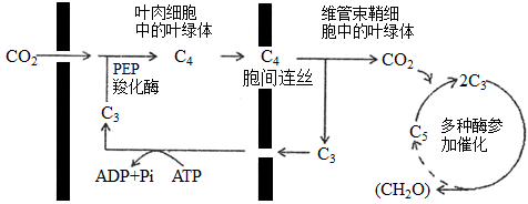 含有的葉綠體只能進行暗反應下圖為玉米光合作用特點示意圖請回答問題