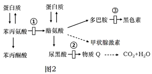 人類9號染色體上的3個復等位基因i