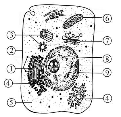 下图为某真核生物细胞的亚显微结构模式图,据图回答下列问题:(1)图示