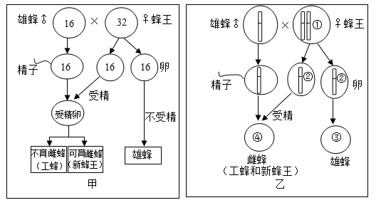 作為經典的模式生物,果蠅在21世紀的遺傳學研究中將發揮更加巨大而不