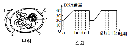 圖甲為典型的細胞核及其周圍部分結構示意圖圖乙為有絲分裂過程中一個