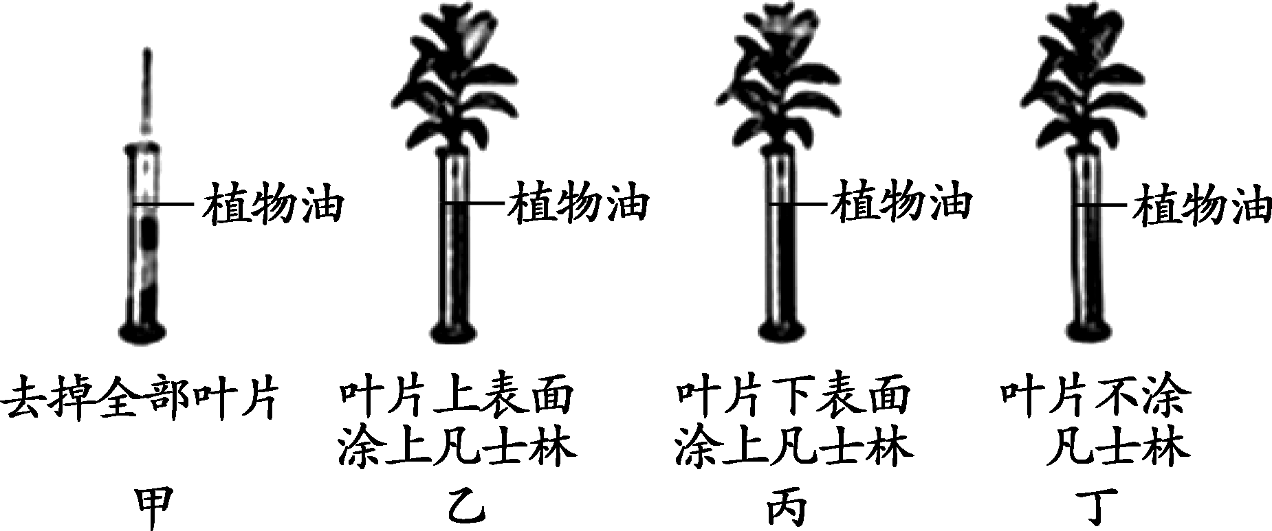 該實驗探究的是綠色植物體蒸騰作用的強度與