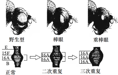 小眼数的不同使果蝇的眼形存在正常眼,棒眼,重棒眼(如图所示.