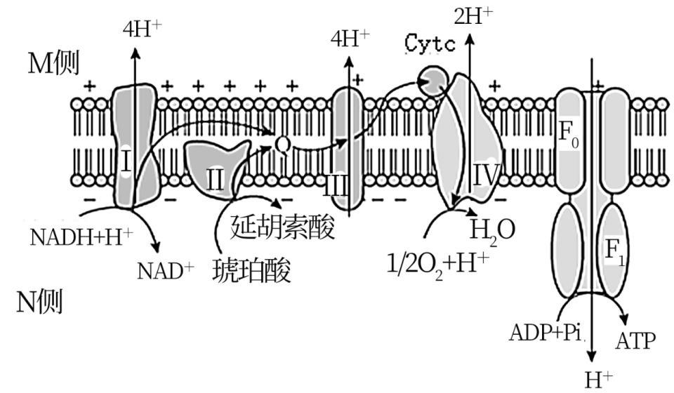 無論原核生物還是真核生物,細胞有氧呼吸產生的nadh都通過氧化還原