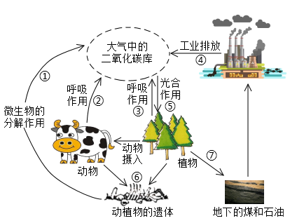生物碳循环示意图过程图片