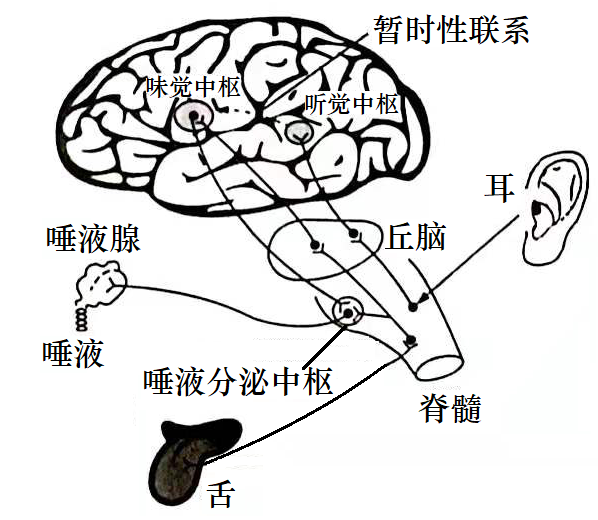 大脑反射弧图片