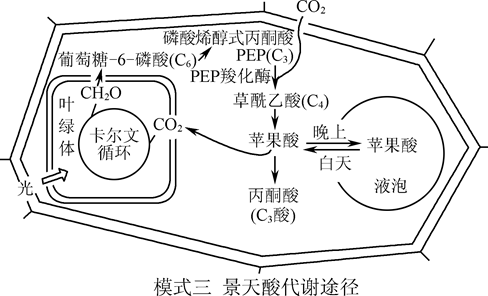 三者都能在暗反應過程中將co2固定為________化合物,並利用