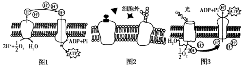 生物膜系統在細胞生命活動中發揮著重要作用對圖中三種生物膜結構及