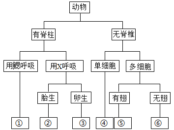 动物分类表结构图图片