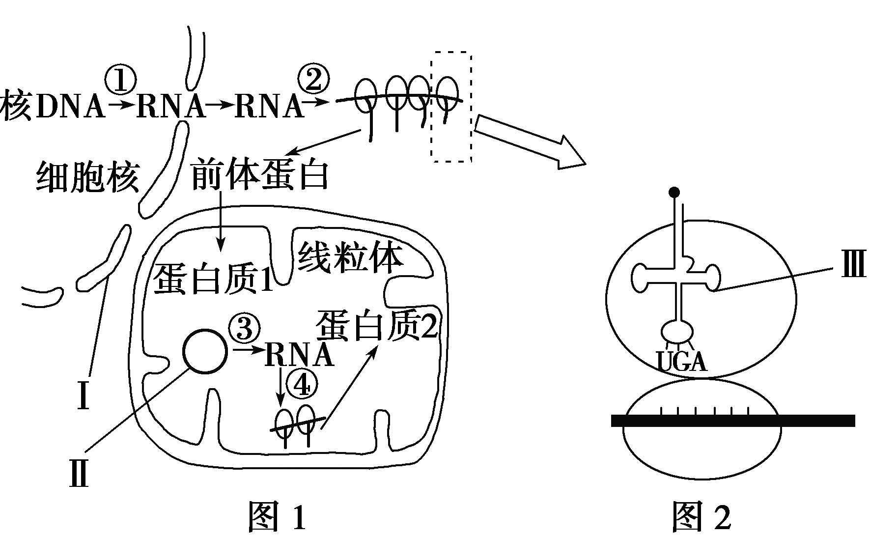 下图1为某种真菌线粒体中蛋白质的生物合成示意图