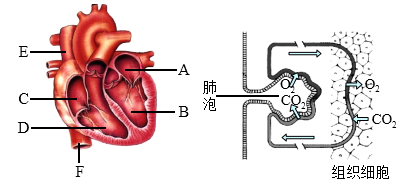 依據心臟結構圖和肺內及組織中氣體交換示意圖回答下列問題