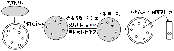 然後通過核酸分子雜交技術從中篩選目的基因,篩選過程如圖所示