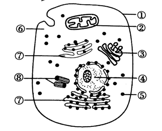 动物细胞的结构示意图图片