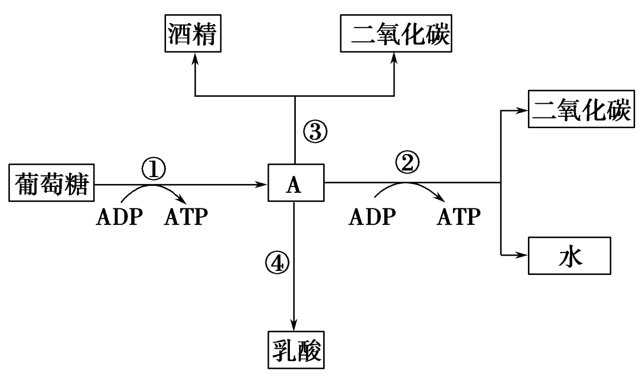 分子與細胞 細胞的代謝 細胞呼吸 細胞呼吸的方式及過程 有氧呼吸過程