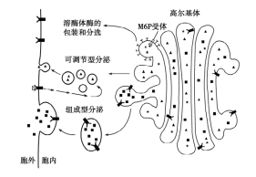 細胞膜上的膜蛋白以及溶酶體中的酸性水解酶等蛋白質的定向轉運過程都