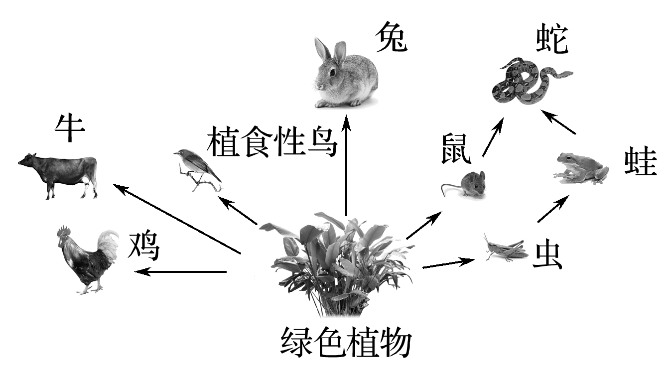 怎么画食物网图片