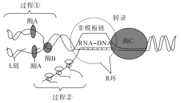 当某些基因转录形成的mrna分子难与模板链分离时会形成rnadna杂交体