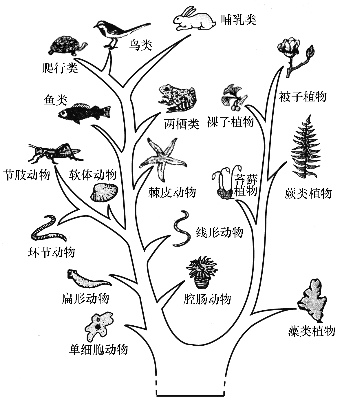 生物进化树手绘图片