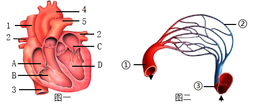 请据图回答问题(1)在心脏的四个腔中,心壁最厚,收缩能力最强的是[]