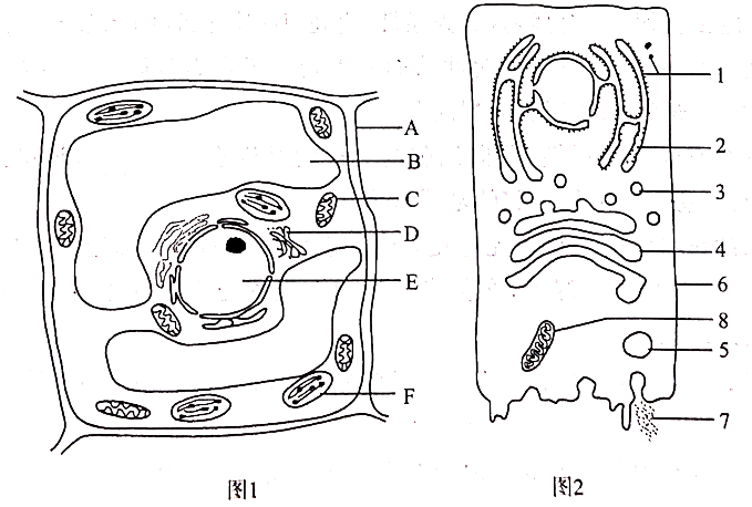 下圖1為某植物細胞亞顯微結構圖,圖中字母代表細胞結構;圖2是某動物