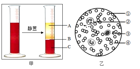 血液分层实验图图片